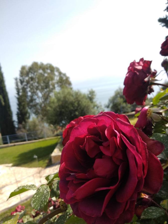 Hotel Theasis Paralia Sergoulas 외부 사진